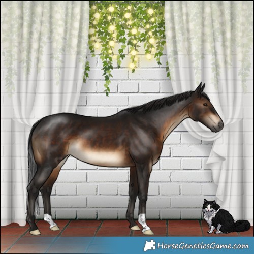 Horse Color:Gray Brown