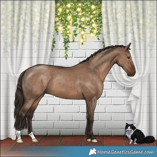 Horse Color:Liver Red Dun 