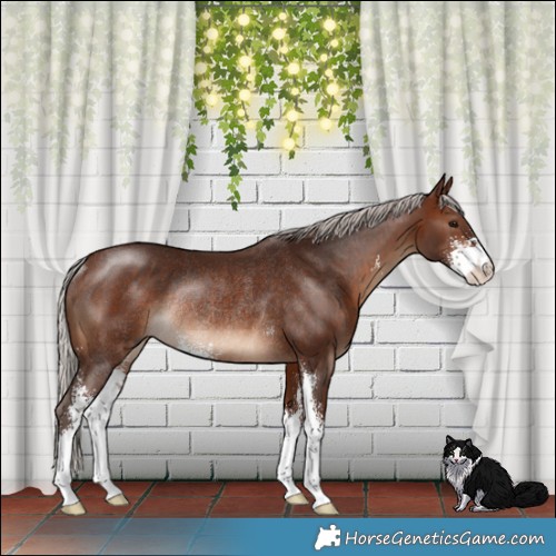 Horse Color:Silver Brown Sabino Rabicano 