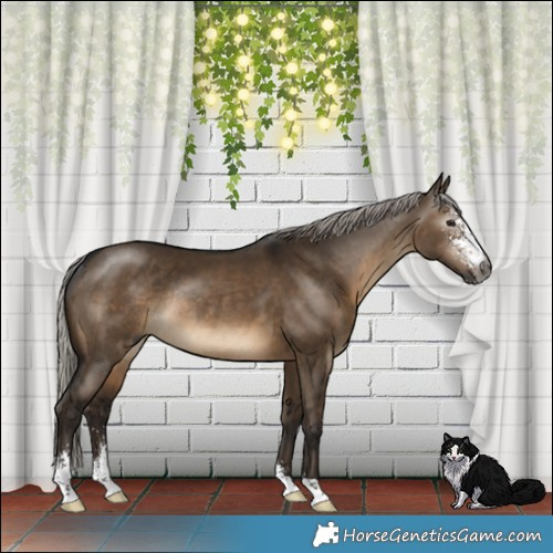 Horse Color:Gray Silver Brown Dun Sabino Rabicano 