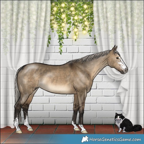 Horse Color:Gray Silver Brown Dun Sabino Rabicano