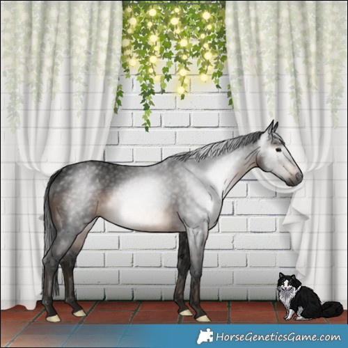 Horse Color:Gray Brown