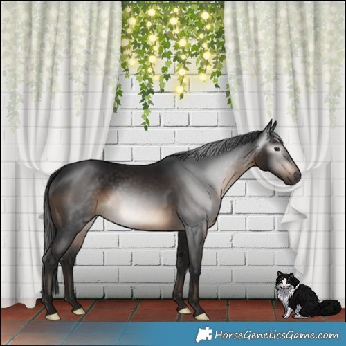 Horse Color:Gray Brown 