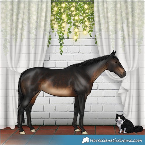 Horse Color:Gray Brown