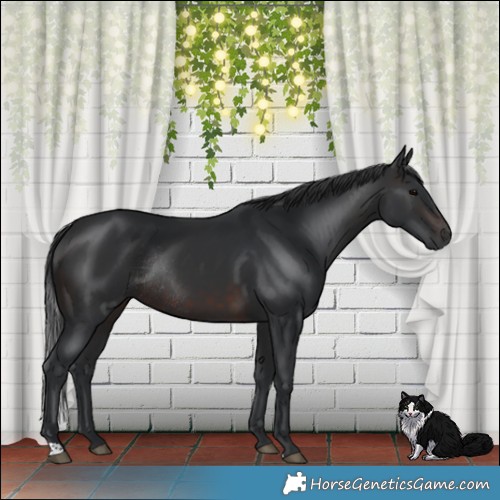 Horse Color:Brown Rabicano 