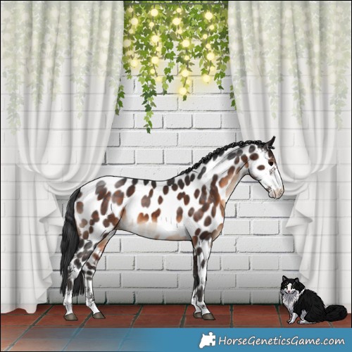 Horse Color:Brown Sabino Near Leopard