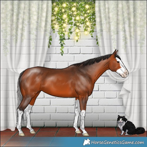 Horse Color:Bay Splash 