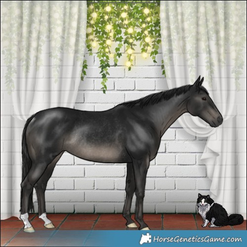 Horse Color:Gray Black Mushroom Rabicano