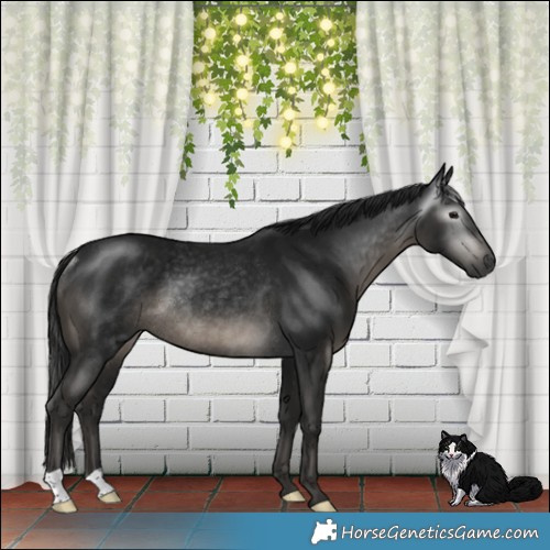 Horse Color:Gray Black Mushroom Rabicano