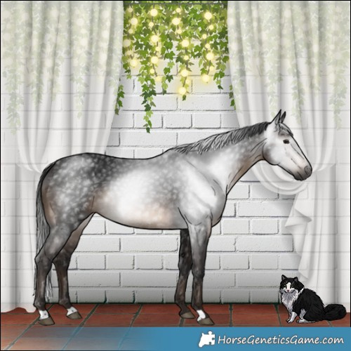 Horse Color:Gray Brown