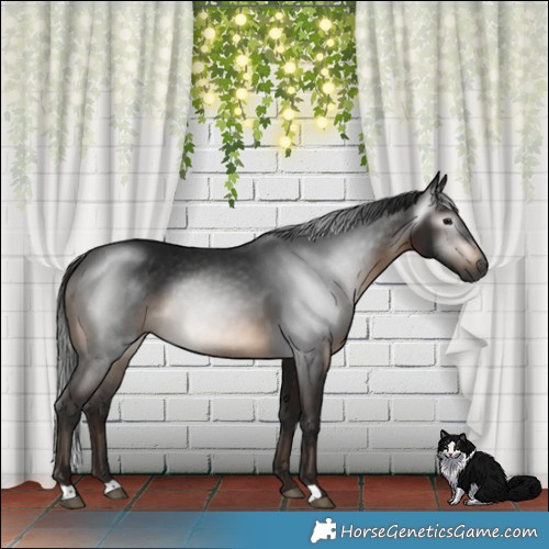 Horse Color:Gray Brown 
