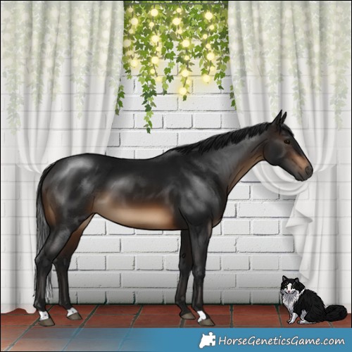 Horse Color:Gray Brown