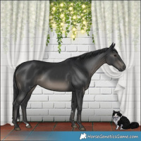 Horse Color:Black Mushroom Rabicano