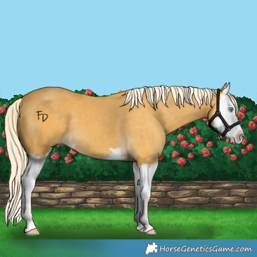 Horse Color:Palomino Splash 