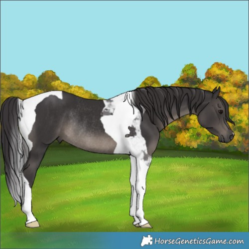 Horse Color:Smoky Black Tobiano Rabicano 