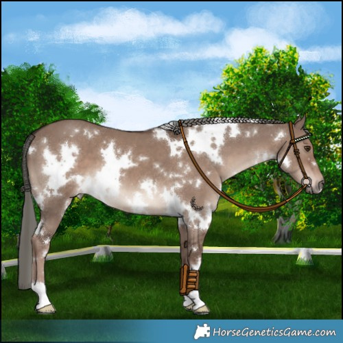 Horse Color:White Spotted Liver Red Dun Mushroom 