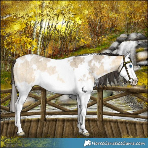 Horse Color:White Spotted Buckskin Roan Dun Mushroom Splash Brindle 