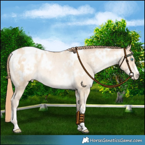 Horse Color:White Spotted Buckskin Pearl Dun Varnish Brindle 