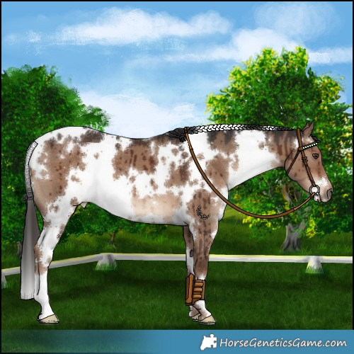 Horse Color:White Spotted Liver Red Dun Brindle 