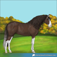 Horse Color:Liver Chestnut Splash 
