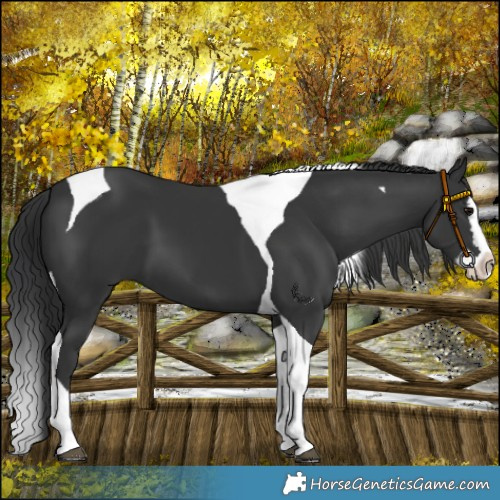 Horse Color:Black Splash Tobiano 