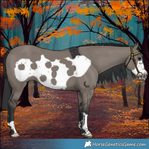 Horse Color:Grullo Frame 