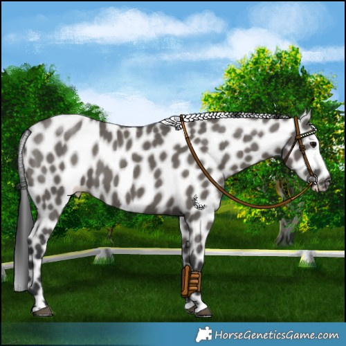 Horse Color:Grullo Leopard 