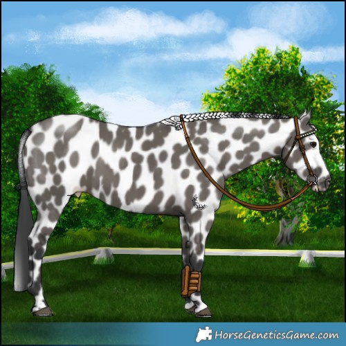 Horse Color:Grullo Appaloosa