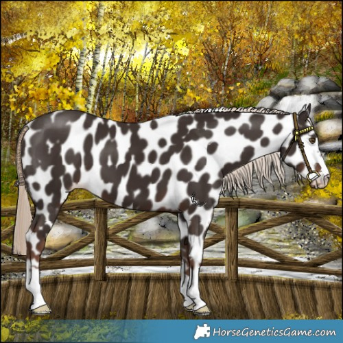 Horse Color:Liver Chestnut Mushroom Appaloosa 