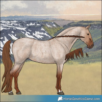 Horse Color:Red Dun Roan 