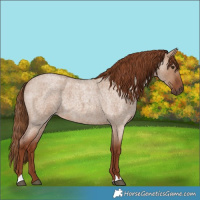 Horse Color:Red Dun Roan 