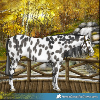 Horse Color:Grullo Leopard Brindle 
