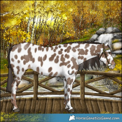 Horse Color:Liver Red Dun Appaloosa Brindle 