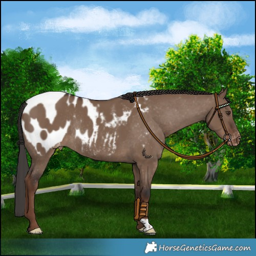 Horse Color:Liver Red Dun Appaloosa Rabicano 