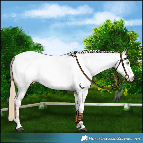 Horse Color:Chocolate Palomino Dun Mushroom Sabino Appaloosa 