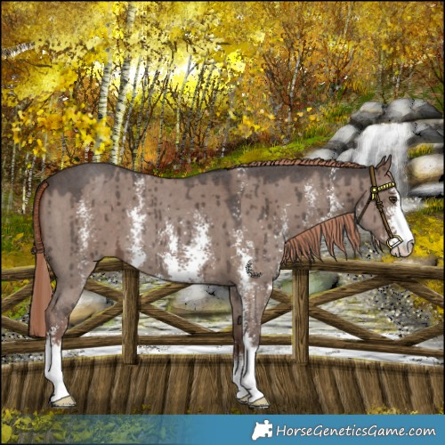 Horse Color:Liver Red Dun Sabino Brindle 