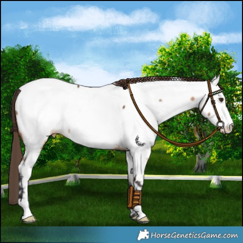 Horse Color:Bay Dun Appaloosa