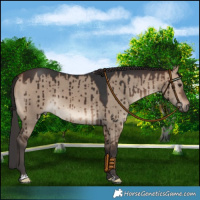 Horse Color:Brown Dun Brindle 