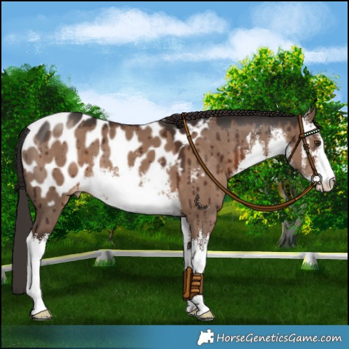 Horse Color:White Spotted Liver Red Dun Appaloosa Brindle 