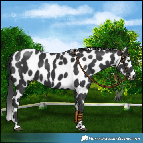 Horse Color:Black Appaloosa