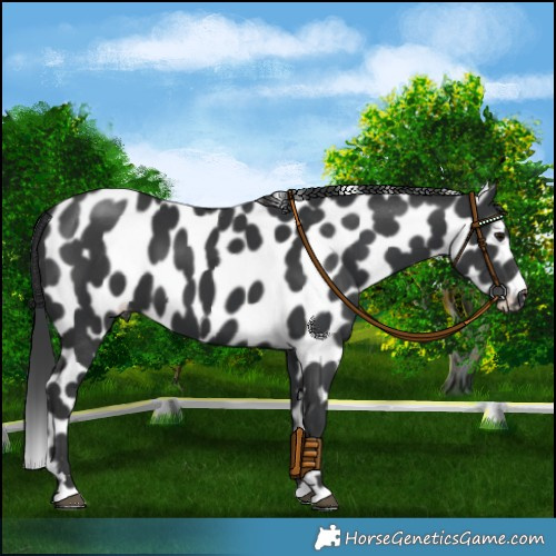 Horse Color:Black Appaloosa 