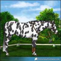 Horse Color:Black Leopard 