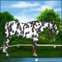 Horse Color:Black Appaloosa 