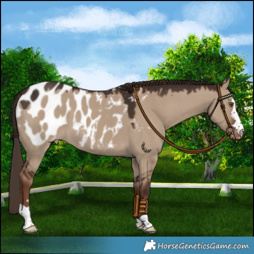 Horse Color:Liver Red Dun Appaloosa 