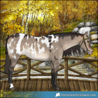 Horse Color:Brown Dun Blanket 