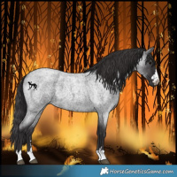 Horse Color:Smoky Blue Roan 