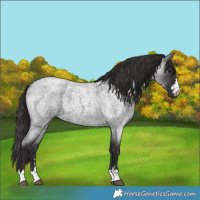 Horse Color:Smoky Blue Roan 