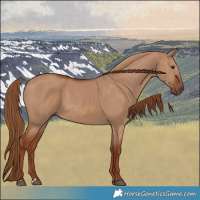Horse Color:Red Dun 