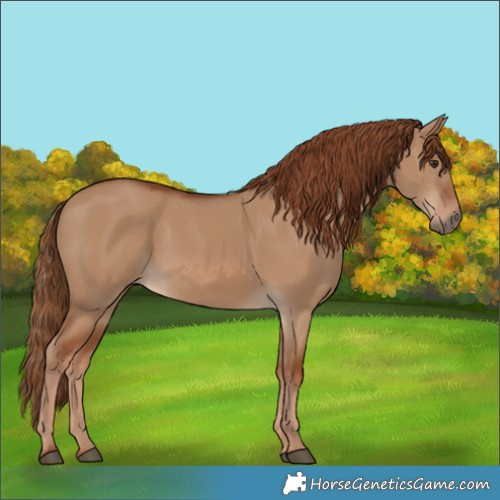 Horse Color:Red Dun 