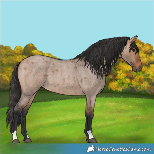 Horse Color:Bay Roan Dun 